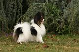 EPAGNEUL PAPILLON 026
